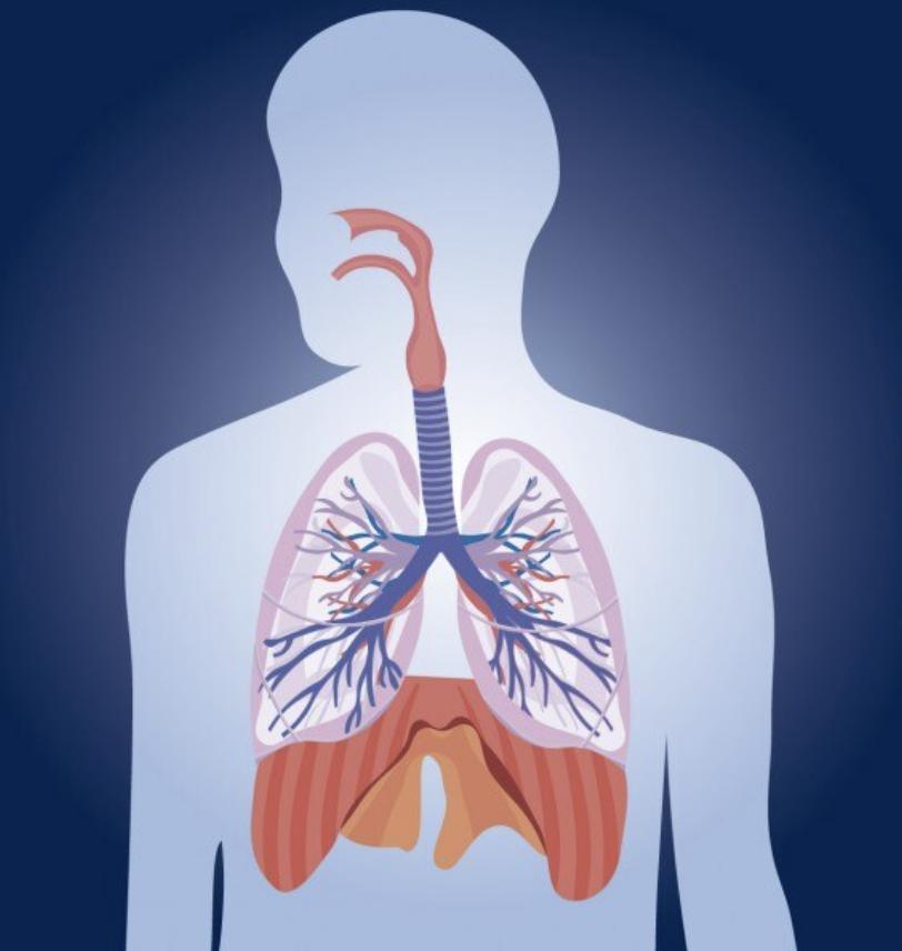 Diagram showing lungs and airway anatomy